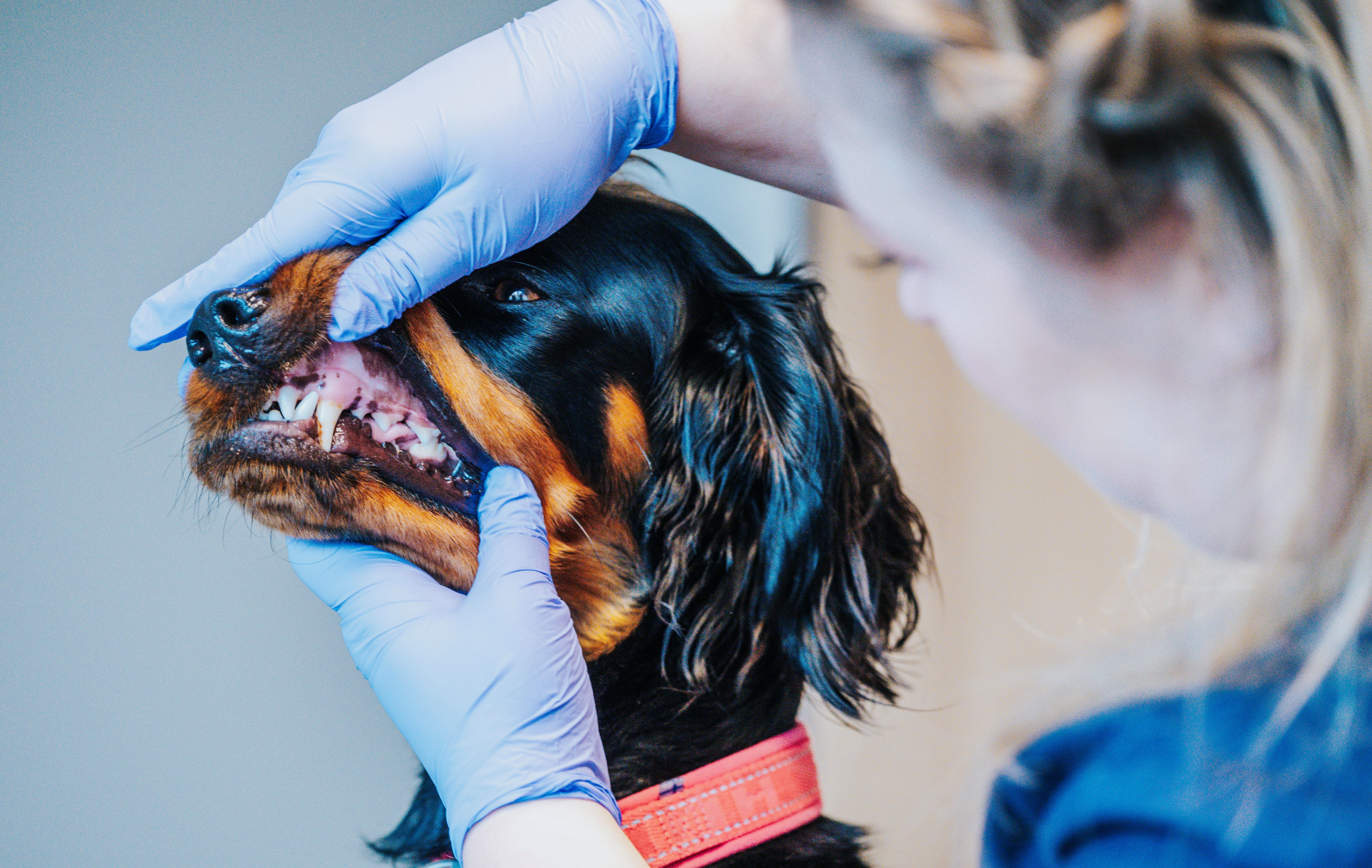 Veterinær ser på tenner til jakthund
