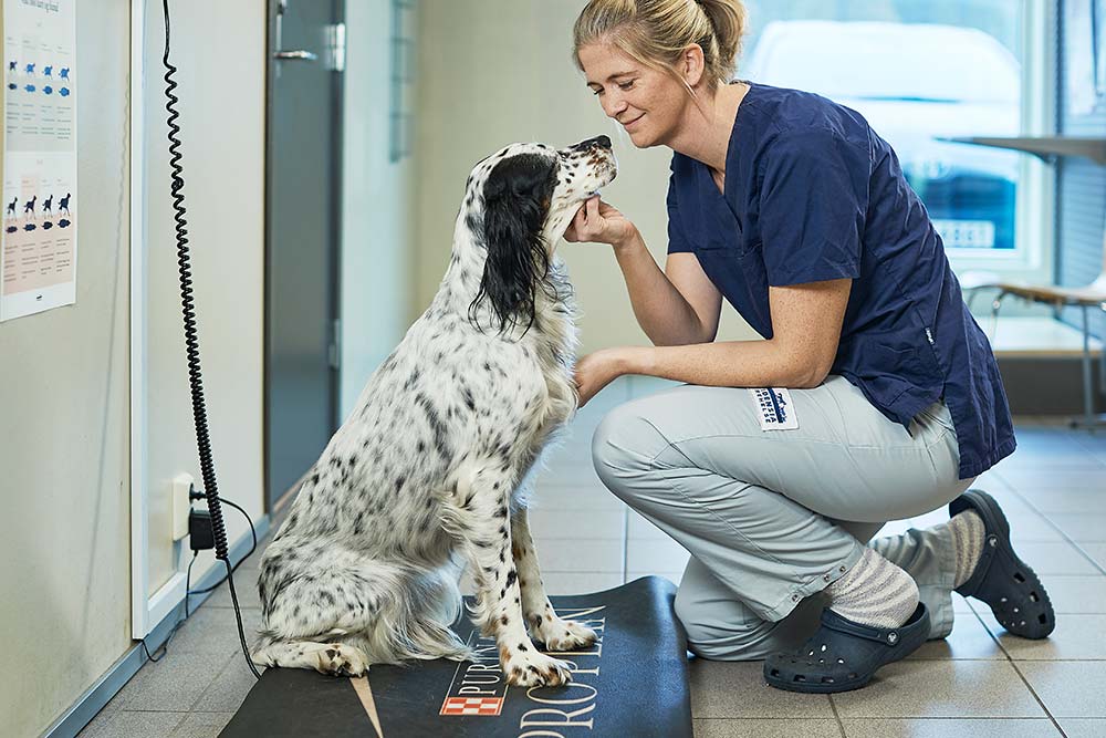 Hund veier seg i resepsjonen og får kos av veterinær