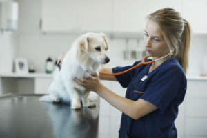 Årlig helseundersøkelse av hund