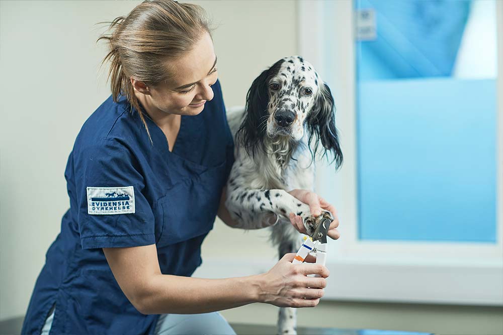 Dyrepleier klipper klør på hund