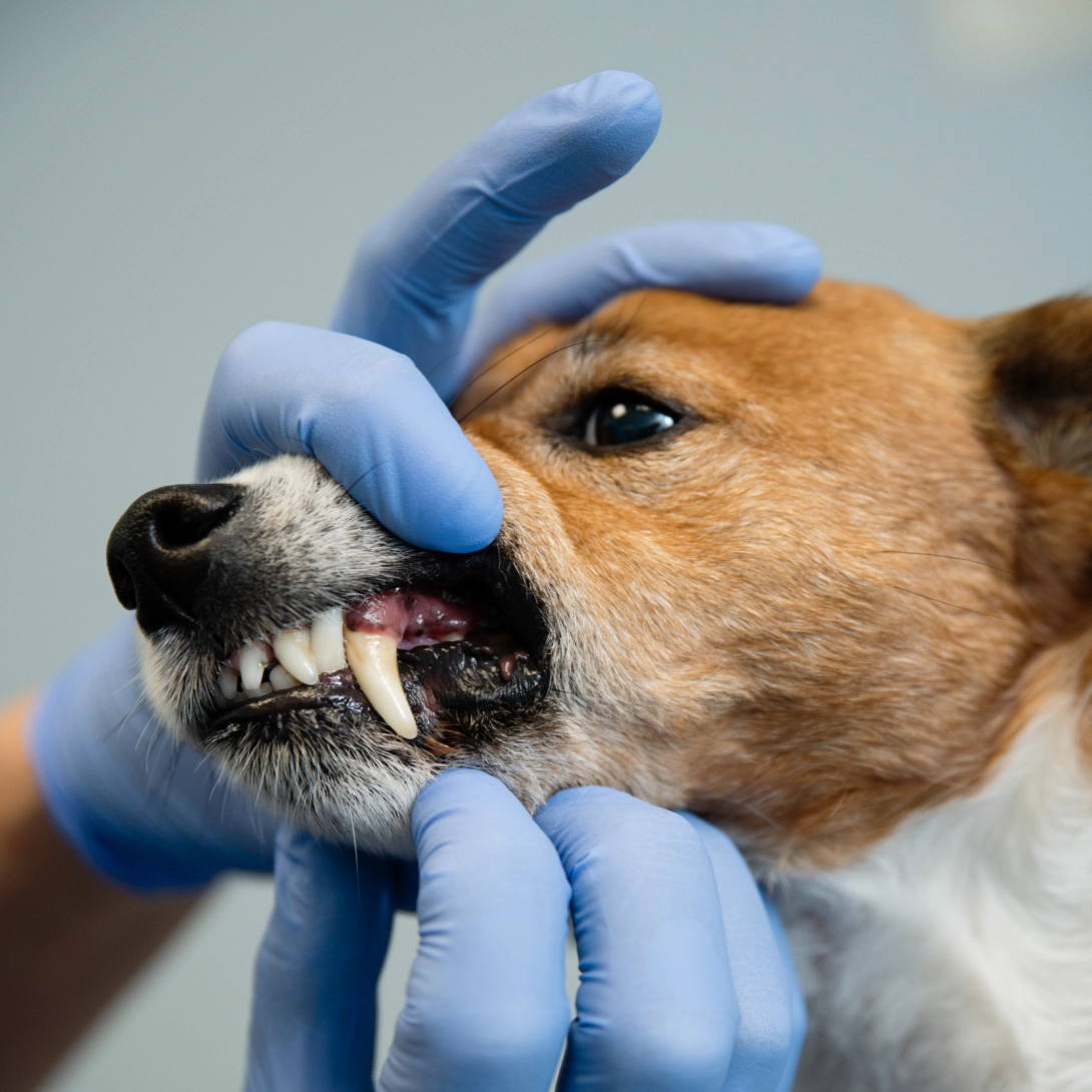 Veterinær sjekker tennene på en hund